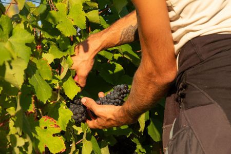 5. Unsere Aromen und unser Know-how